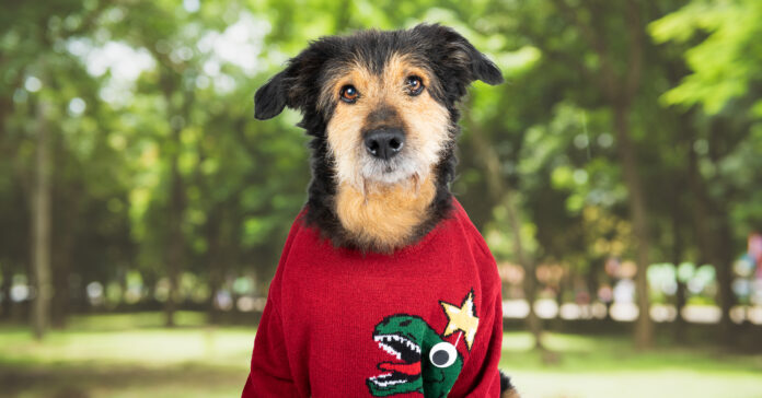 A dog wearing a sweater