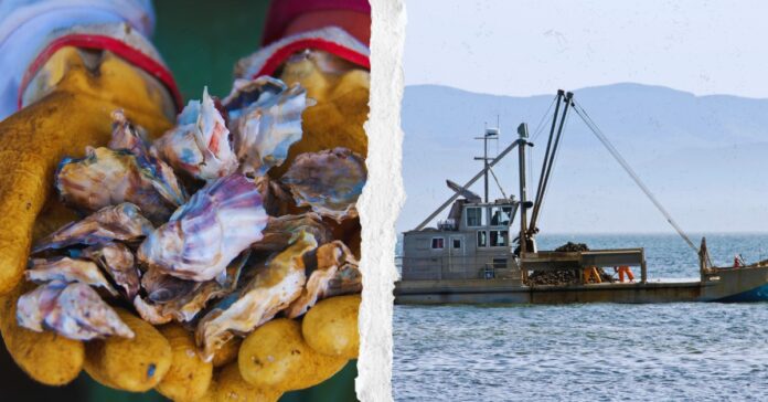 Oysters
