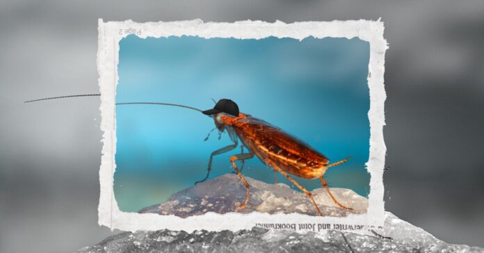A roach wearing a baseball hat