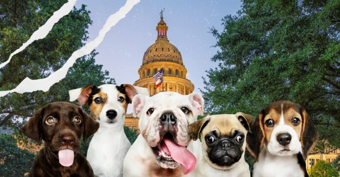 Austin Capitol and puppies