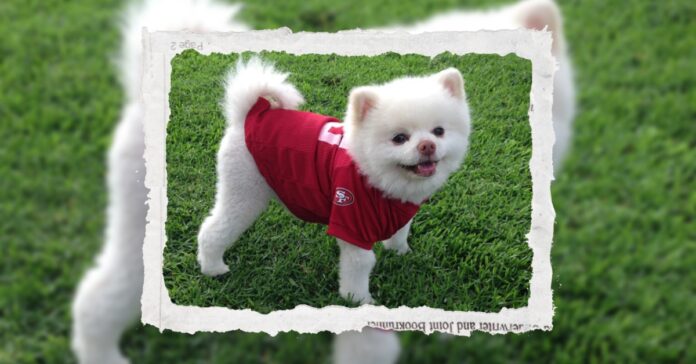 Puppy Bowl
