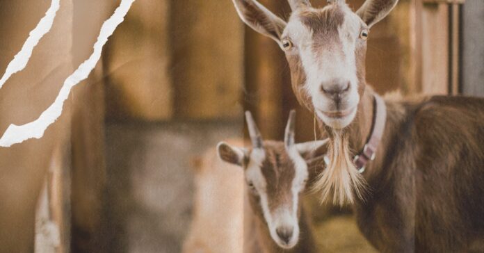Two-goats