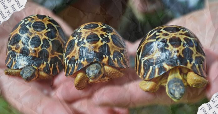 A-90-Year-Old-Tortoise ranewstx