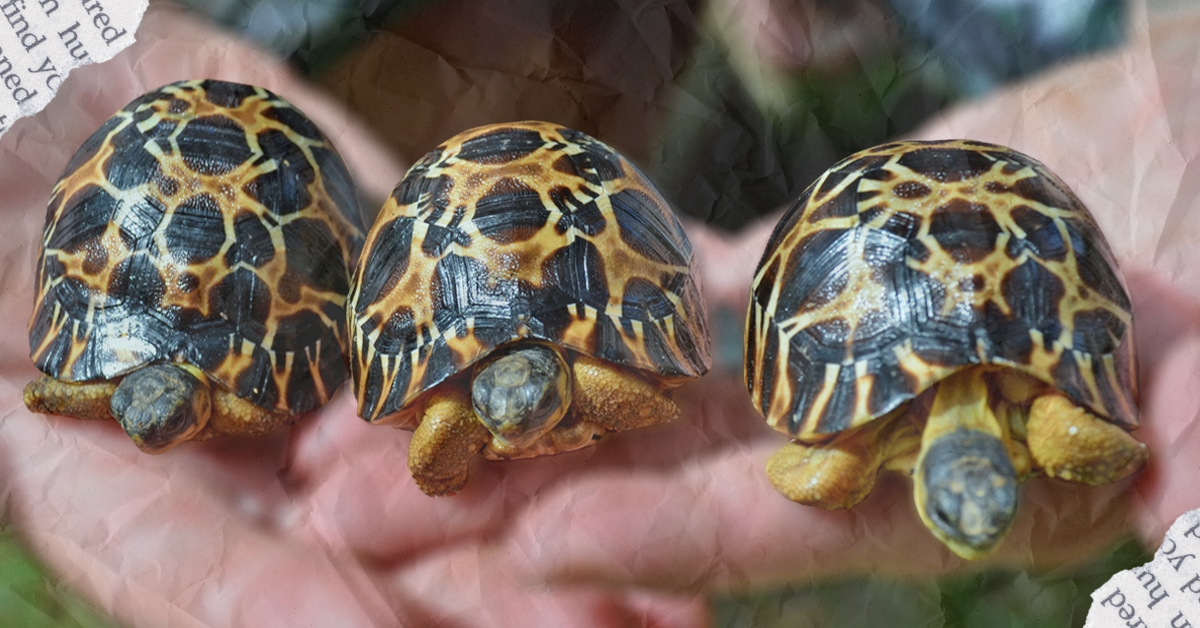 Houston Zoo's 90-year-old tortoise 'Mr. Pickles' is a first-time