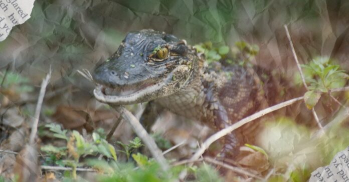 A-little-alligator