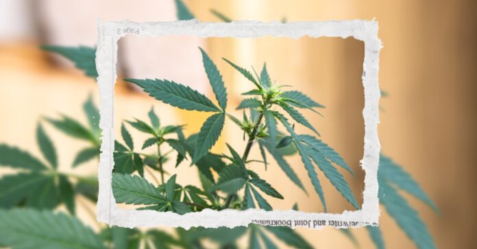 Marijuana plants