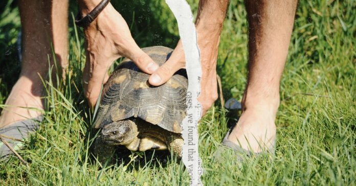 Tortoise-being-rescued