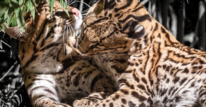 Two-ocelotes