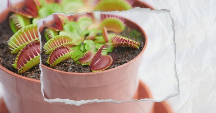 ranews-carnivorous-plant