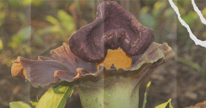 ranews-corpse-flower