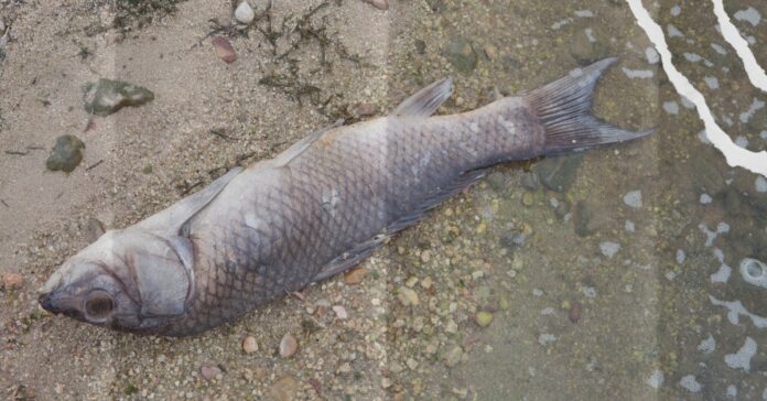 ranews-dead-fish