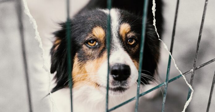 ranews-dog