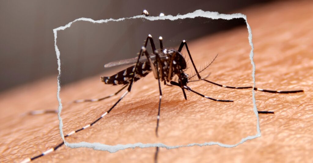 First Local Malaria Case In Texas In 30 Years. Is It Time To Worry