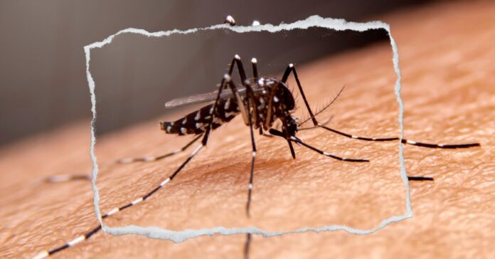 ranews-malaria-mosquito