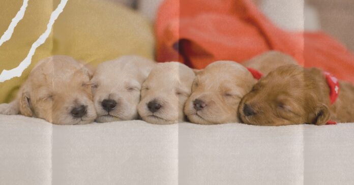 ranews-puppies