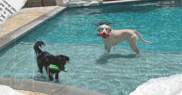 ranews-dog-pool-parties