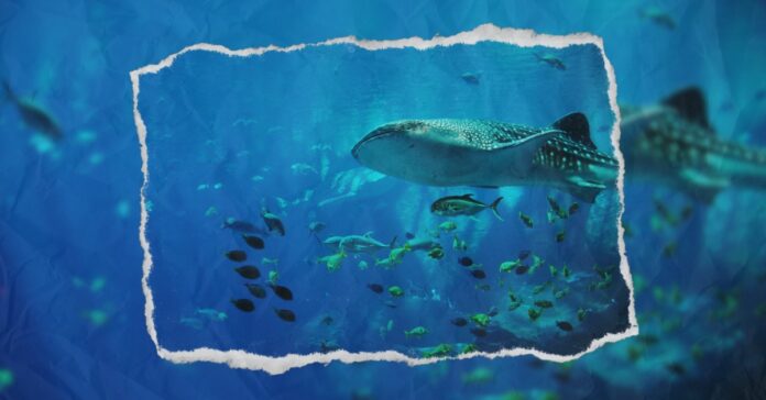 ranews-whale-shark