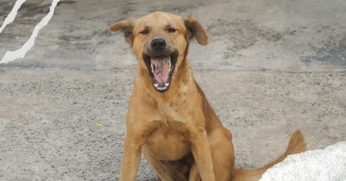 ranews-dog-deported