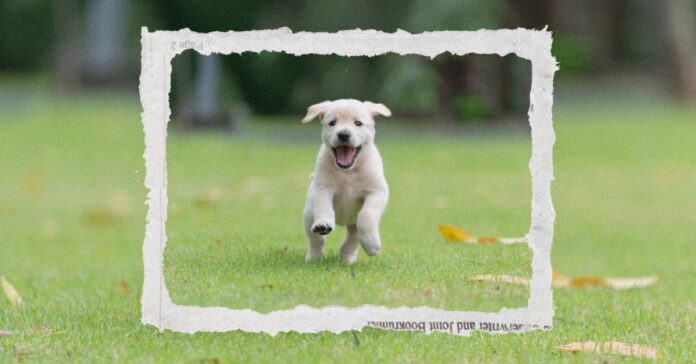 ranews-happiest-hound-in-america