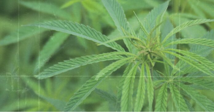 ranews-marihuana