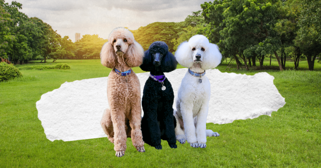 Miniature poodle puppies for sale kennel club shop