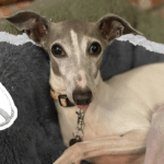 Dozens of Dogs Rescued from Suspected Puppy Mill in Smith County