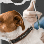Do Pets Legally Have to Be Vaccinated in Texas?