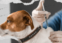 Do Pets Legally Have to Be Vaccinated in Texas?