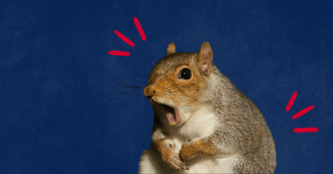 ranews-squirrel
