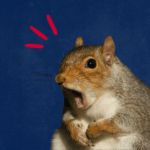 Fat Squirrel Week: “Meet some of the stoutest squirrels in the state”