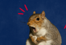 Fat Squirrel Week: “Meet some of the stoutest squirrels in the state”