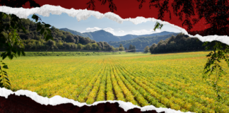 Trump Rolls Out $12 Billion Farm Rescue as Tariffs Hit Hard