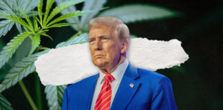 Trump Plans Potential Shift in Federal Marijuana Rules, Could Ease Restrictions