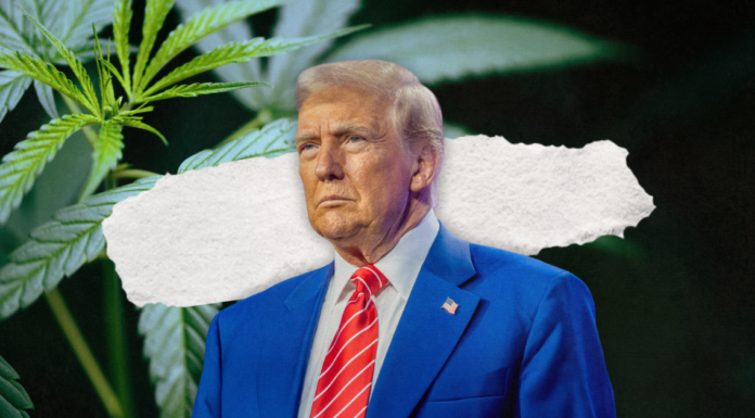 Trump Plans Potential Shift in Federal Marijuana Rules, Could Ease Restrictions